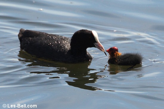 Coot feeding one of her young.